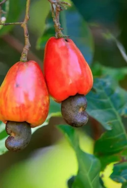 CashewNut_KajuPlant_Anacardiumoccidentale_FruitLivePlant-Seed2Plant-1